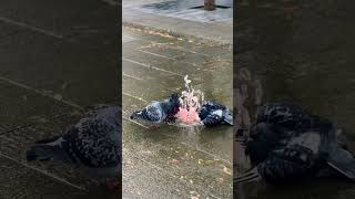 🐦 Pigeons Taking a Bath in Europe. #travel #europe #pigeon #pigeonlover