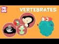 Vertebrates | The Dr. Binocs Show | Educational Videos For Kids