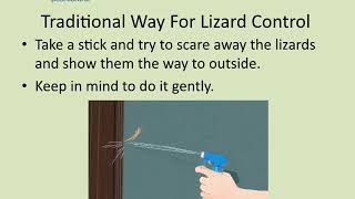 How To Get Rid of Lizards Permanently and Quickly at Home?