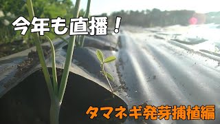 今年も直播！タマネギ発芽捕植編