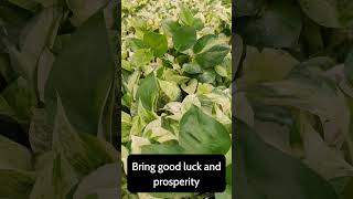 Money plant tips