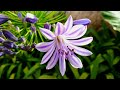 BEAUTIFUL AFRICAN PURPLE LILY FLOWERS FLOWERS NATURE In HD NAIROBI CITY KENYA AkshataFatnani