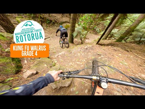 This must be my Favorite! Kung Fu Walrus, Rotorua