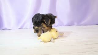 ヨークシャーテリアの動画01