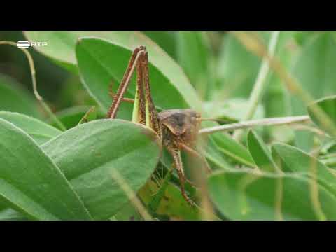 DOCUMENTÁRIO RTP - Portugal, uma História Natural - MADEIRA