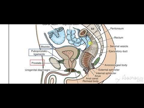 Male reproductive system