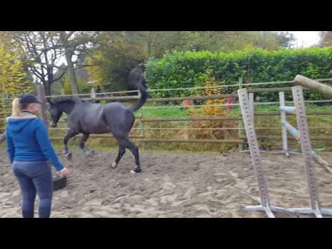 Nabab X Cardento x Ogano Sitte (SOLD)