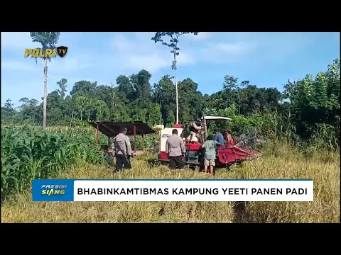 BHABINKAMTIBMAS KAMPUNG YEETI LAKUKAN PENDAMPINGAN PANEN PADI KUARTAL III BERSAMA KELOMPOK TANI