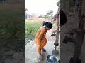 Jal Dharai Xi Bhojpuri Home Sad Shorts Shortvideo