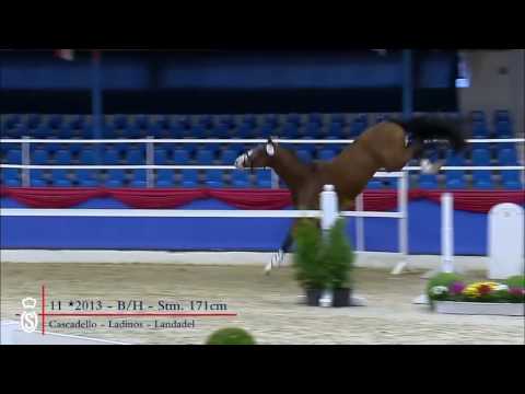 11 Hengst v Cascadello   Ladinos