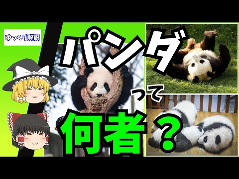 パンダ科について詳しく解説