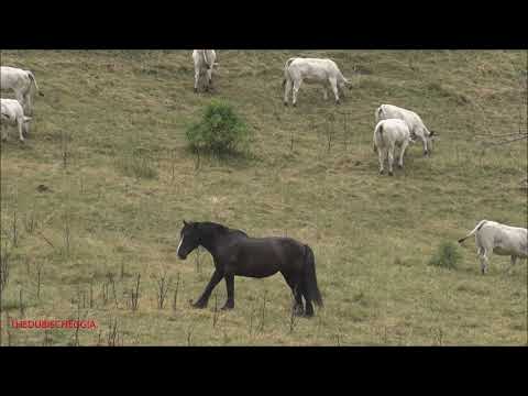 CAVALLI E MUCCHE AL PASCOLO IN VALLE STURA. (CN) LUN. 19 - 7 - 2021.