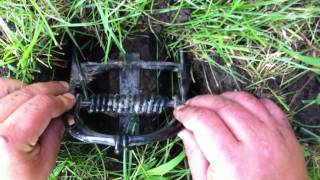 Mole trapping made easy
