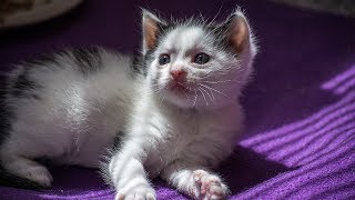 Sam Cooke - Baby, Baby, Baby  [HD]