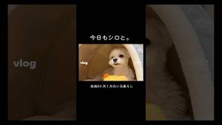夫が出張の日の過ごし方 #日常vlog #犬のいる暮らし #vlog