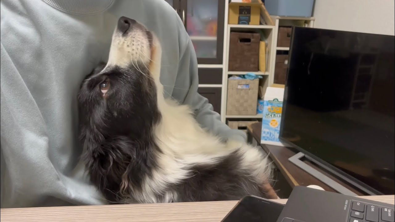 パパにデレデレすぎて完全に彼女な愛犬がこちら