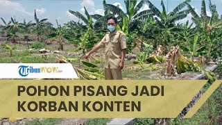 Puluhan Pohon Pisang di Lamongan Rusak Dipukuli Anak-anak yang Meniru Konten Viral Salam dari Binjai