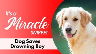 Dog Saves Drowning Boy - It&#39;s a Miracle - 6033