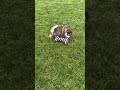 Pomsky dogs for sale: Daisy - Video 1