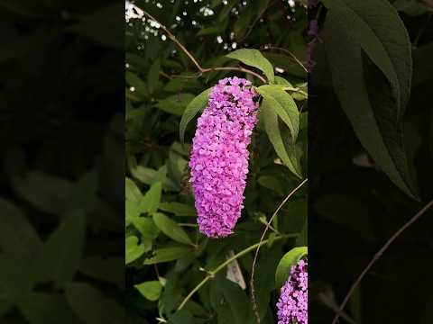 園芸 球状ブッドレア、球状蝶の木、マティコ