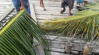 preview picture of video 'Bait made of huge palm leaves for fishing at bajo people village'