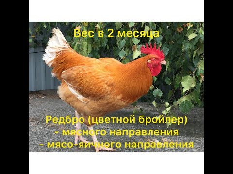 Цветные Бройлеры Описание С Фото Отзывы