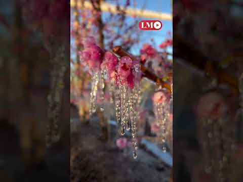 Alto Valle: así ciudan las chacras de las heladas