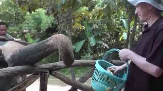 preview picture of video 'Feeding the elephant name Mae, Elephant Village, Kanchanaburi'