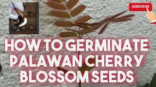 How to Germinate Palawan Cherry Blossoms Tree (local cherry blossoms - from Palawan)/Balayong Seeds