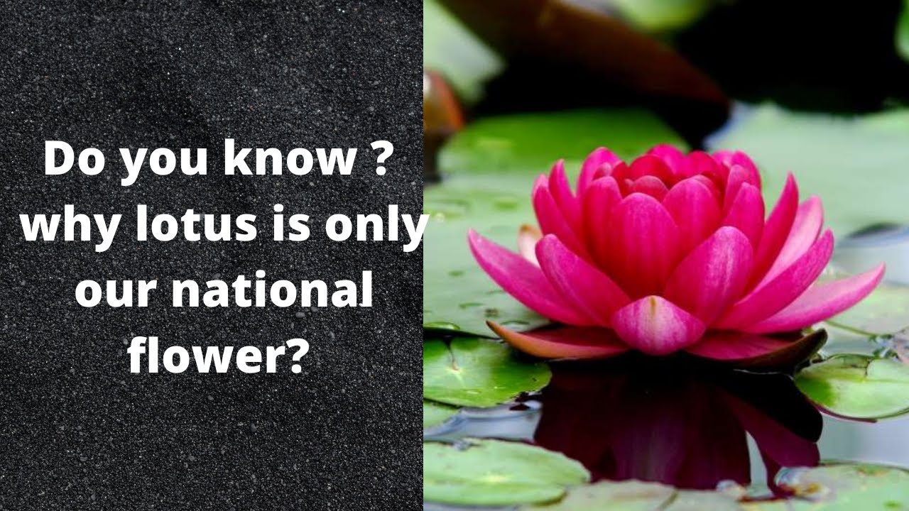 Why is lotus the national flower of India? Tipseri
