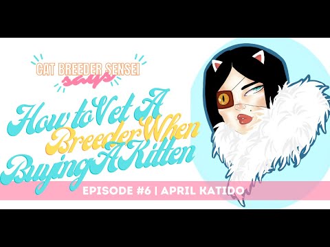 Episode 6| Full Episode | Vetting A Breeder When Buying A Kitten for Your Cattery