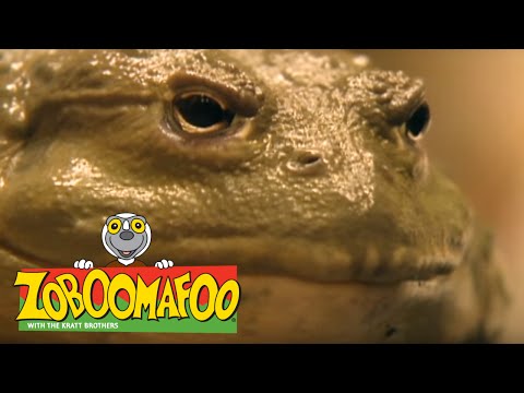 Zoboomafoo 107 - Slimy buddies (Full Episode)