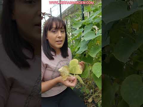 Defeating Cucumber Anthracnose: Tips for Diagnosis & Treatment #gardening #garden #cucumber