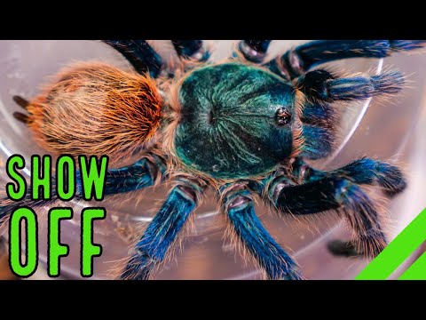 Top 10 BEST Display Tarantulas! Show Off YOUR Spiders