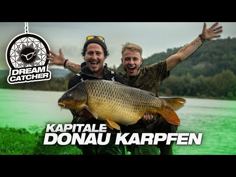 Der Donau-Fuffi 🤯 - Karpfenangeln am Fluss