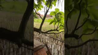 Download lagu Sore ceria…Happy weekend..sehat.bahagia.sukses #money magnet #bahagia mp3