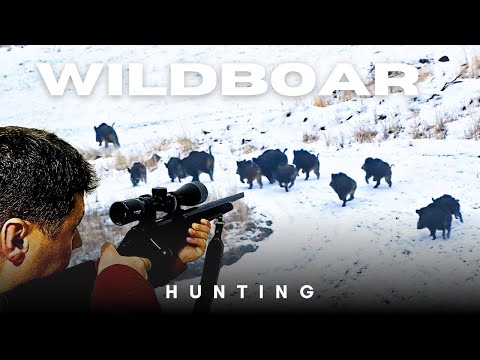 Extreme Wild Boar Hunt in Deep Snow! Car Skid & Recovery 🔥