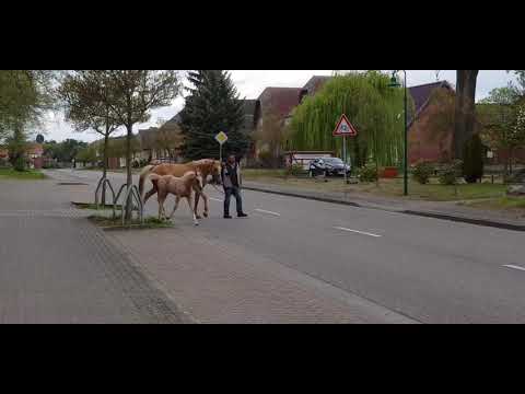 LaCorona MD, SF v. Livaldon x Raumzeit MD (Quaterback) *2020