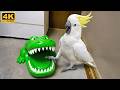 OVERDRAMATIC Parrots Who Deserve an Oscar 😂 Funny Birds Videos 4K 2026