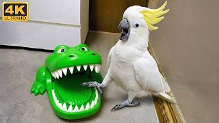 OVERDRAMATIC Parrots Who Deserve an Oscar 😂 Funny Birds Videos 4K 2026