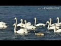 WHITE DUCK SUFEED BATAKH K BACHY WHITE DUCK CHIKS Swing In Water