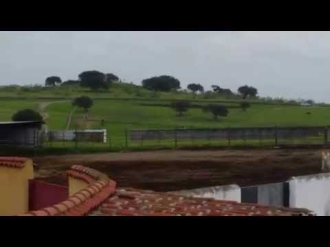 Manejo Toros para Saneamiento