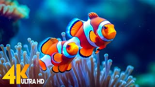 Aquarium 4K VIDEO (ULTRA HD) 🐠 Beautiful Coral 