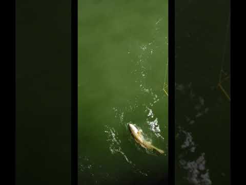 Epic 38" Bull Red Fight on #Enigma rod by #FISHING007