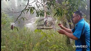 Download lagu Memikat Murai Batu Borneo mp3