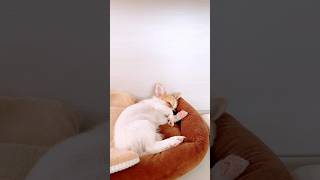 【3ヶ月】うたた寝パピチワ #犬 #puppy #犬のいる暮らし #チワワ #パピヨン