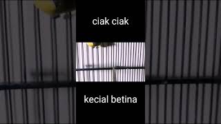 Download lagu ciakan kecial betina mp3 Download lagu ciakan kecial betina mp3