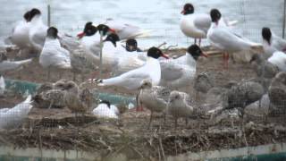 preview picture of video '3.7.13 colonie de Mouettes mélanocéphales (Larus melanocephalus, Mediterranean Gull)'