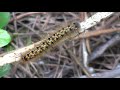 NATURE Video 30 Minutes Of Incredible Insects Caterpillars Bugs In A Natural State HD Format