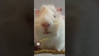 チモシーの極 #guineapig #モルモット #guineapigs #アビシニアンモルモット #癒し #日常 #guineapigs